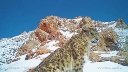 新疆雪豹客场艰难获胜，继续追赶