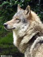 狼队临危受命神来之笔拯救比赛